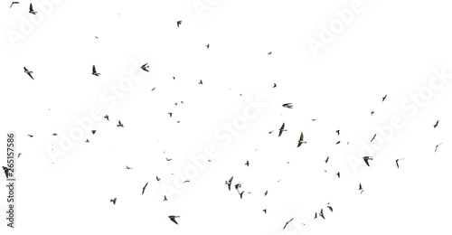 Flock of birds swallows Sand Martin isolated on white background and texture