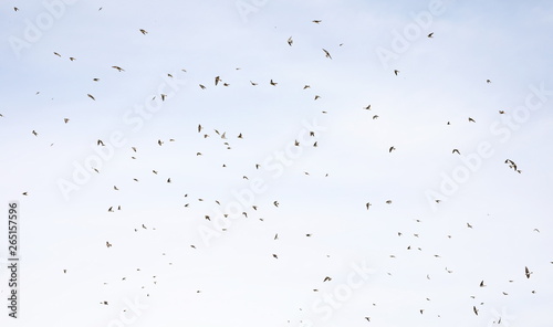 Flock of birds swallows Sand Martin 