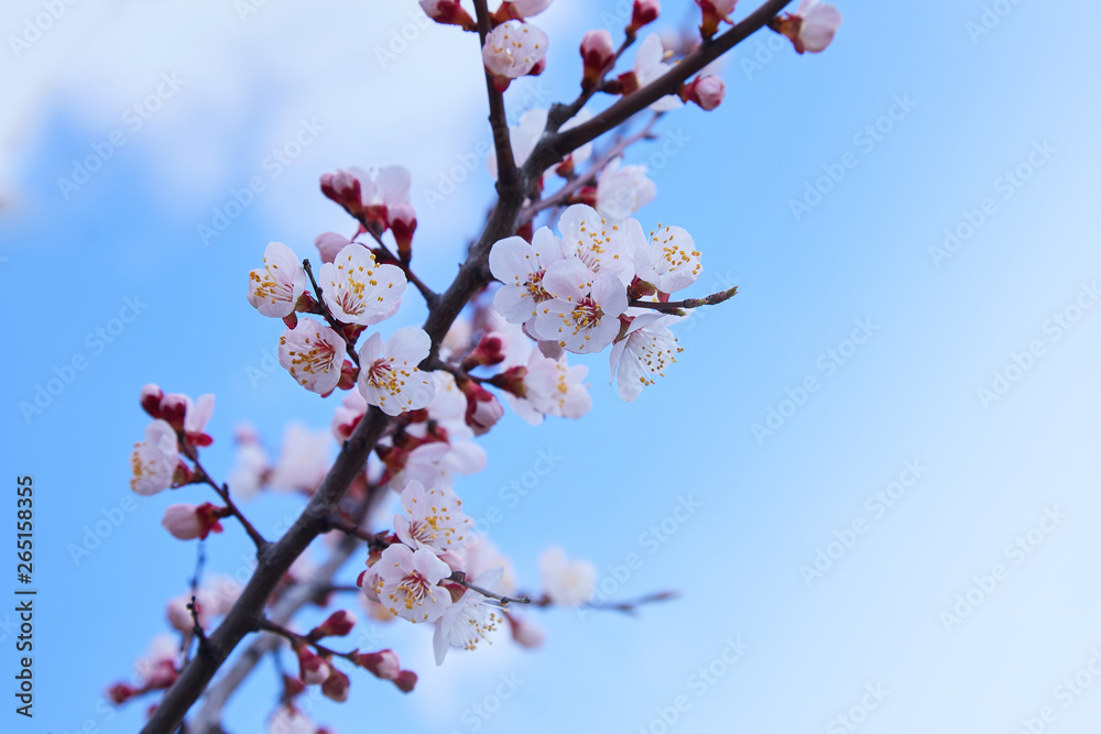 Branch of a blossoming apricot tree. Apricot tree flower, seasonal floral nature background, shallow depth of field