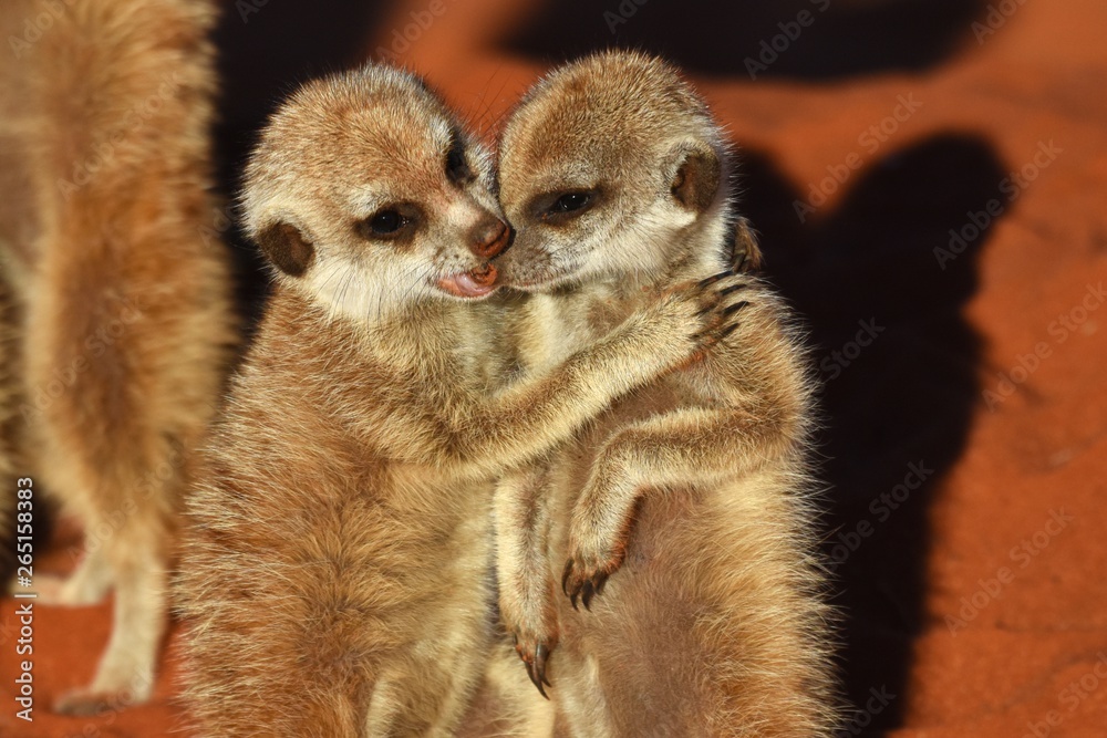 Fototapeta premium Junge Erdmännchen (suricata suricatta) kuscheln in der Kalahari in Namibia