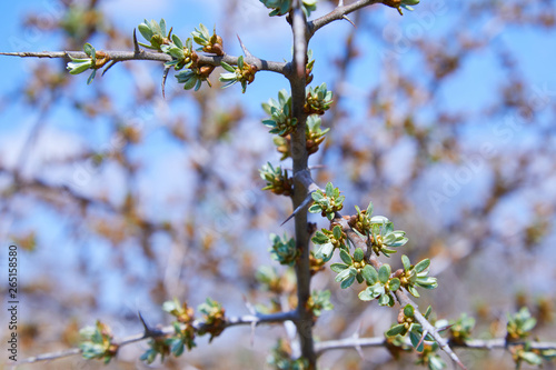 Branch of sea-buckthorn with kidneys, a sea-buckthorn bush is covered with blossoming buds 