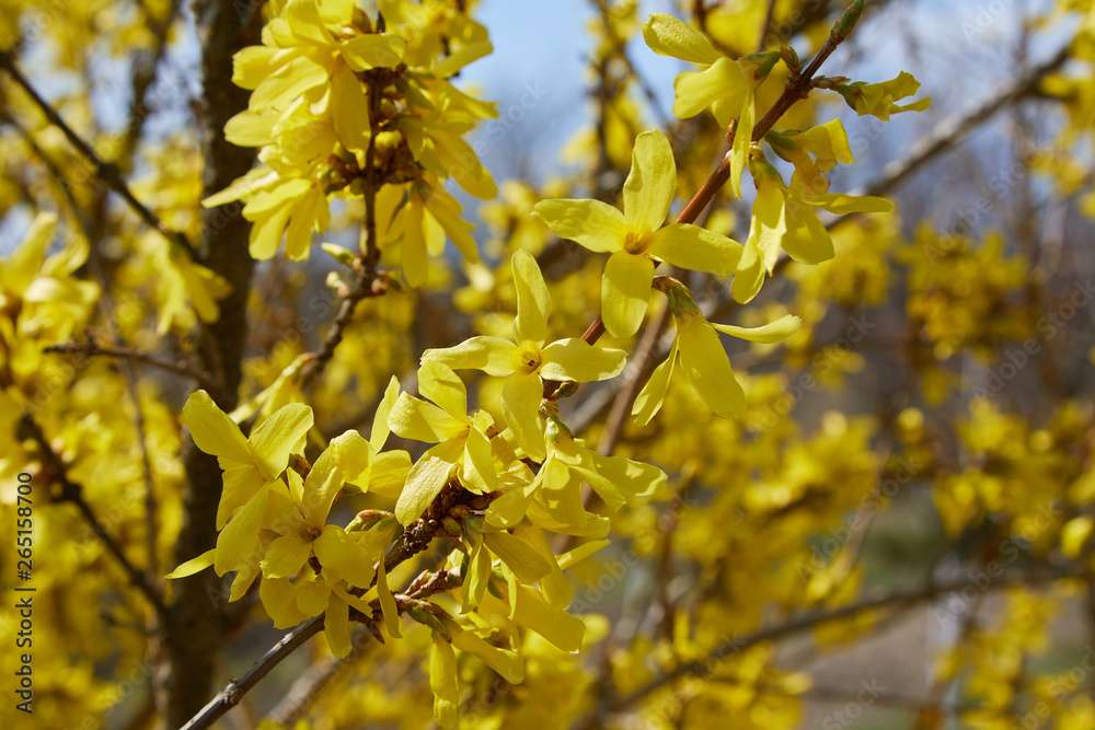 Blooming forsythia in the garden. Spring flowers, close up of golden forsythia flowers Blooming forsythia in the garden. Spring flowers, close up of golden forsythia flowers