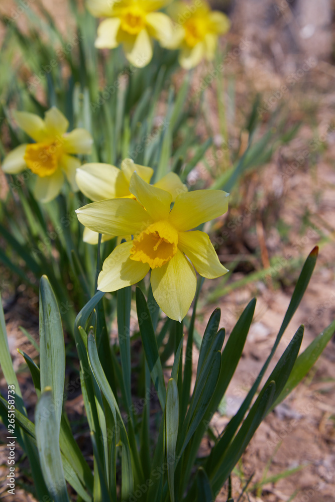Flower bed with yellow daffodil flowers blooming in the spring. Daffodil or Narcissus. Small plants with yellow trumpet flowers Flower bed with yellow daffodil flowers blooming in the spring. Daffodil or Narcissus. Small plants with yellow trumpet flowers