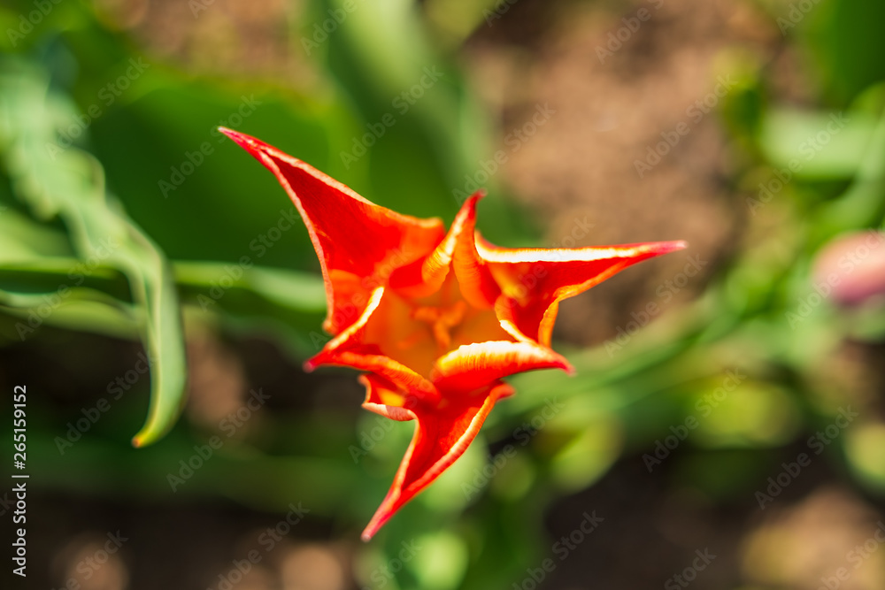 Garden flowers isolated with a blurred background Garden flowers isolated with a blurred background