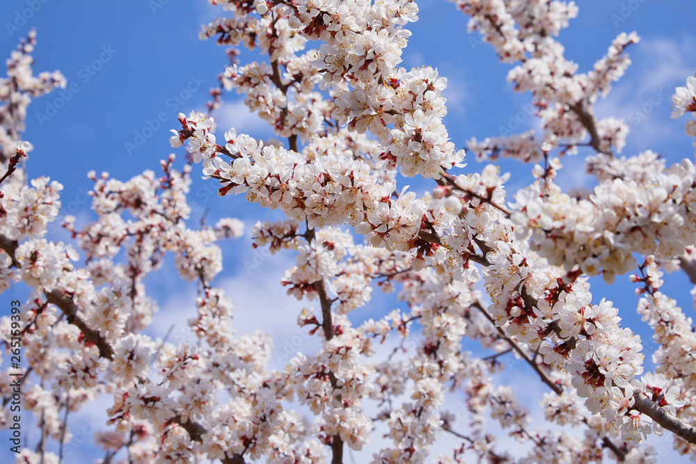 Branch of a blossoming apricot tree. Apricot tree flower, seasonal floral nature background, shallow depth of field Branch of a blossoming apricot tree. Apricot tree flower, seasonal floral nature background, shallow depth of field