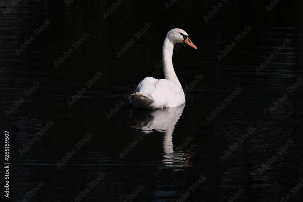 White swan with reflection in a pond White swan with reflection in a pond