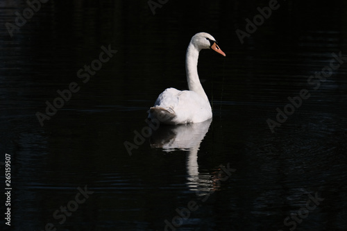 White swan with reflection in a pond