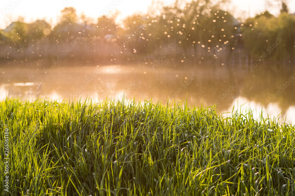 Fresh green grass in the warm light against the background of the river and sunset, midges fly