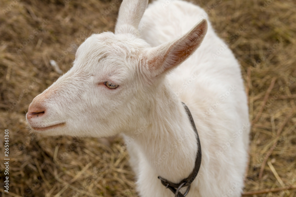 young goat without horns