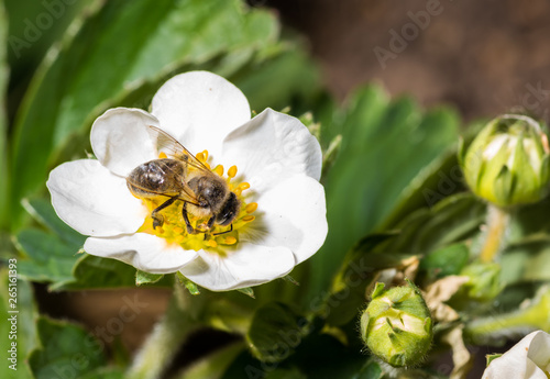 Bee pollinates and sits in a white strawberry flower