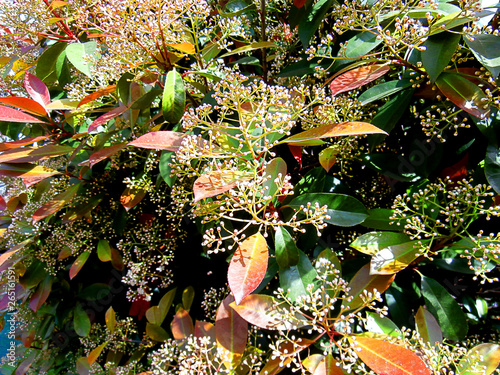 Close up tree leaves. Green plants. autumn colors.
