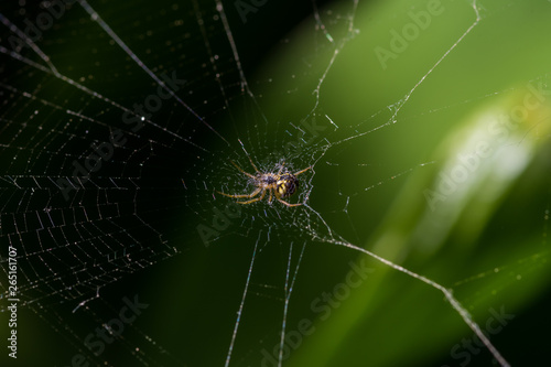 a small spider sits in the center of its web