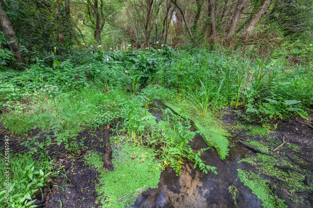 Fototapeta premium Wet spring forest in Galicia, Spain