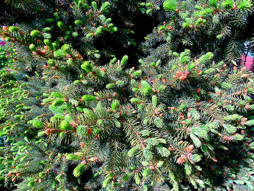 Close up Pine tree, sunny day. Greens.
