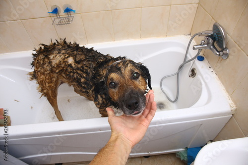 Bathing of the sad mixed breed dog. Dog taking a bubble bath. Grooming dog. photo