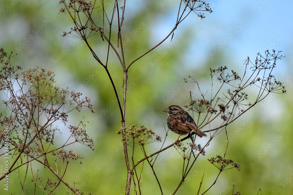 Song Sparrow Song Sparrow