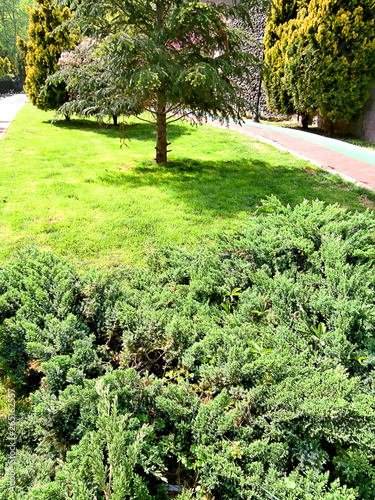 Green park on a sunny day. Pine trees and bushes.