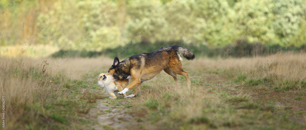 Two cute dogs, little pomeranian spitz, and large mongrel dog walking on a field in summer day. Two cute dogs, little pomeranian spitz, and large mongrel dog walking on a field in summer day.