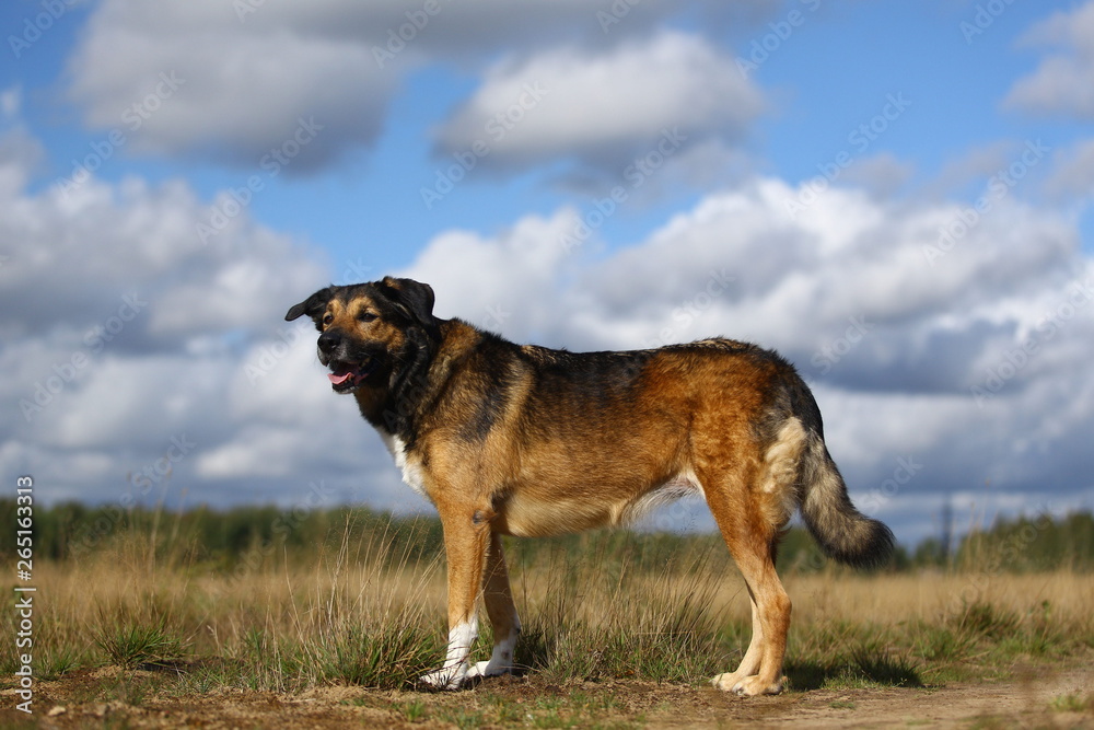 Portrait happy mongrel dog walking on sunny green field. Portrait happy mongrel dog walking on sunny green field.