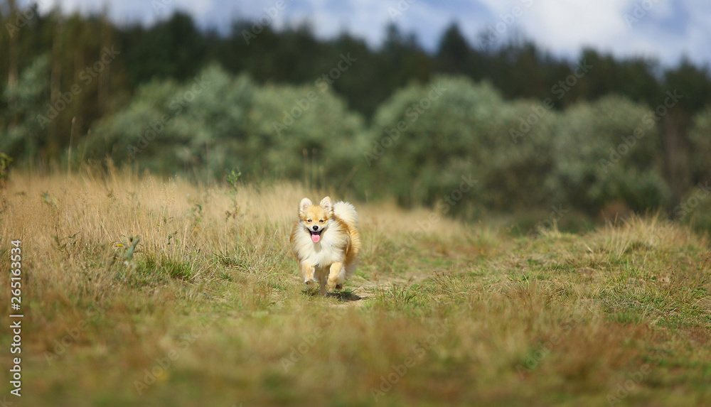Fototapeta Beautiful pomeranian spitz orange color. Nice friendly dog pet walks on a field in the autumn season.