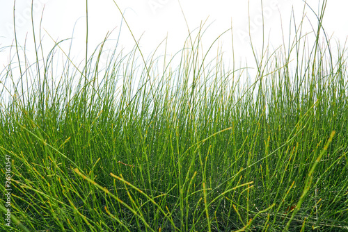 Green grass in the nature