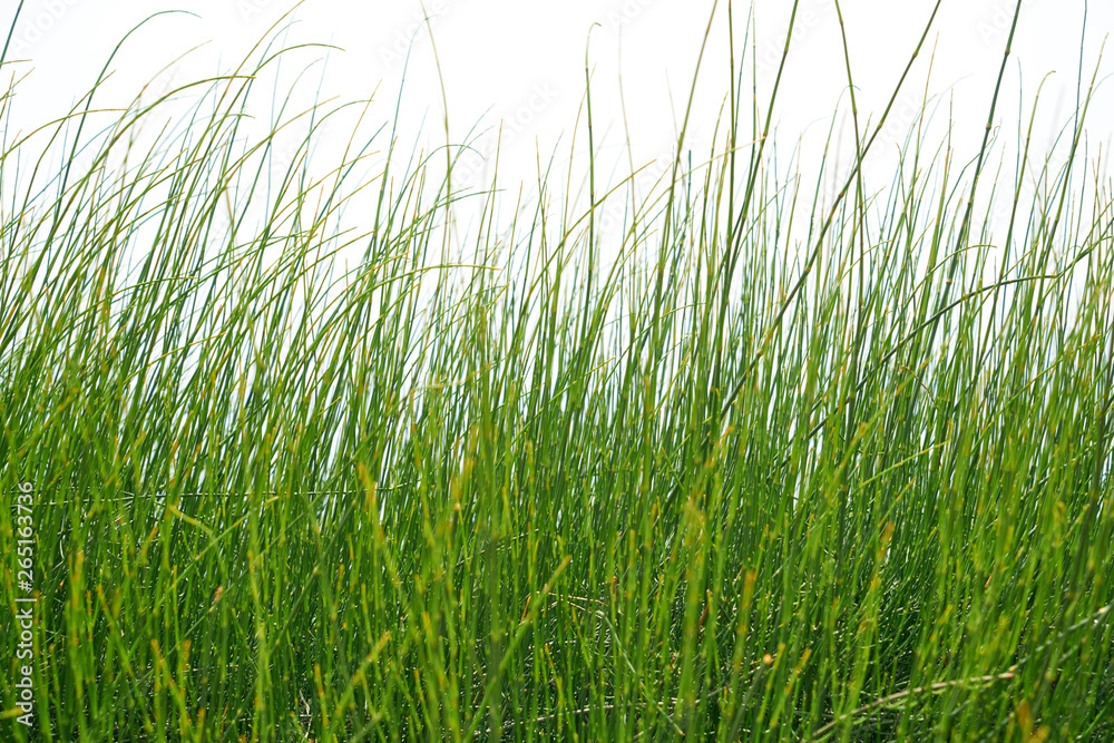 Green grass in the nature Green grass in the nature