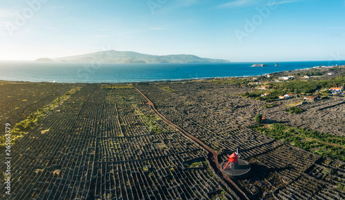Vineyards in the Azores photo