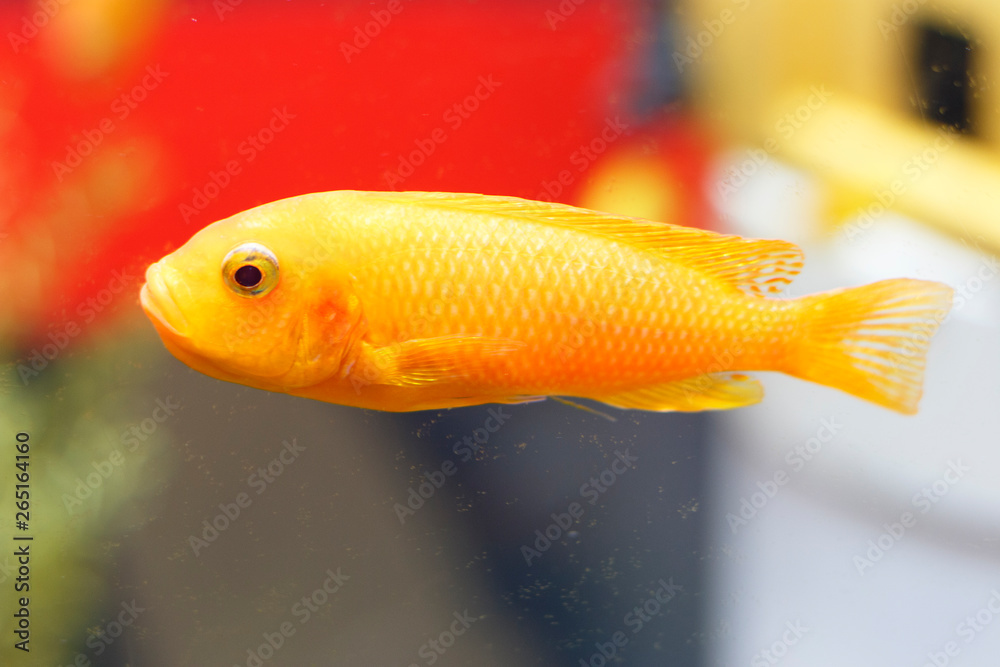 Close up of a goldfish in an aquarium, side view Close up of a goldfish in an aquarium, side view