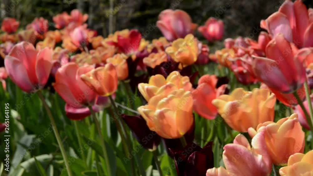 beautiful field of red and orange tulips flowers blooming close up motion video beautiful field of red and orange tulips flowers blooming close up motion video