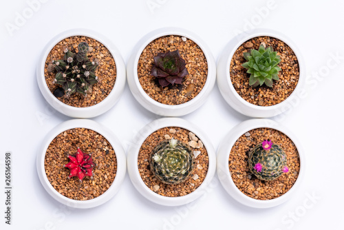 Cactus and succulent plants in white pot, Top view