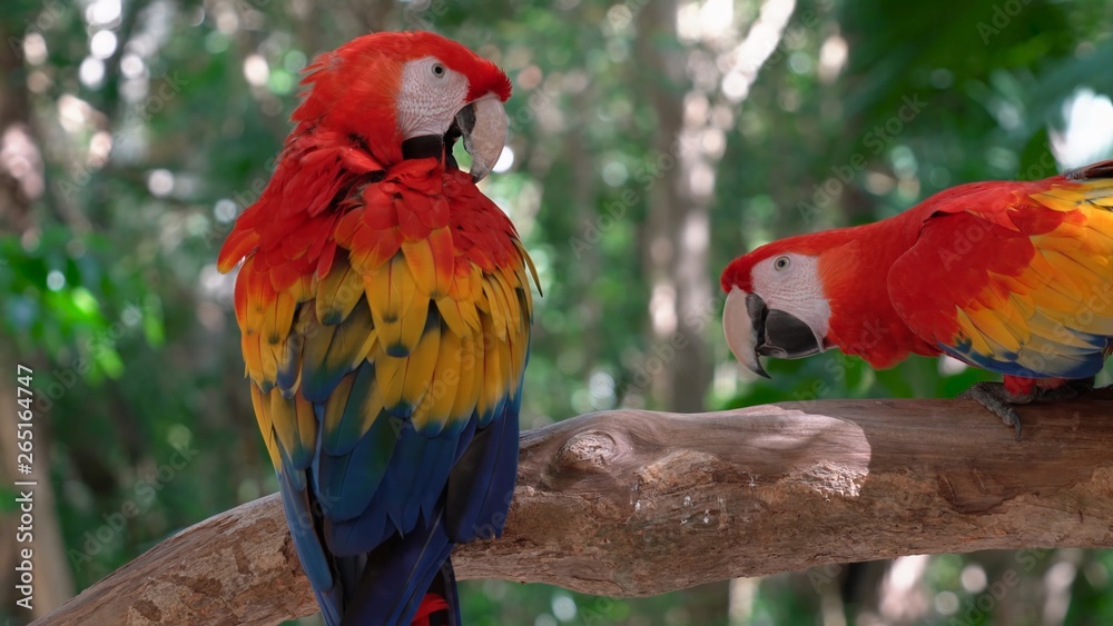 Obraz premium parrot on a branch