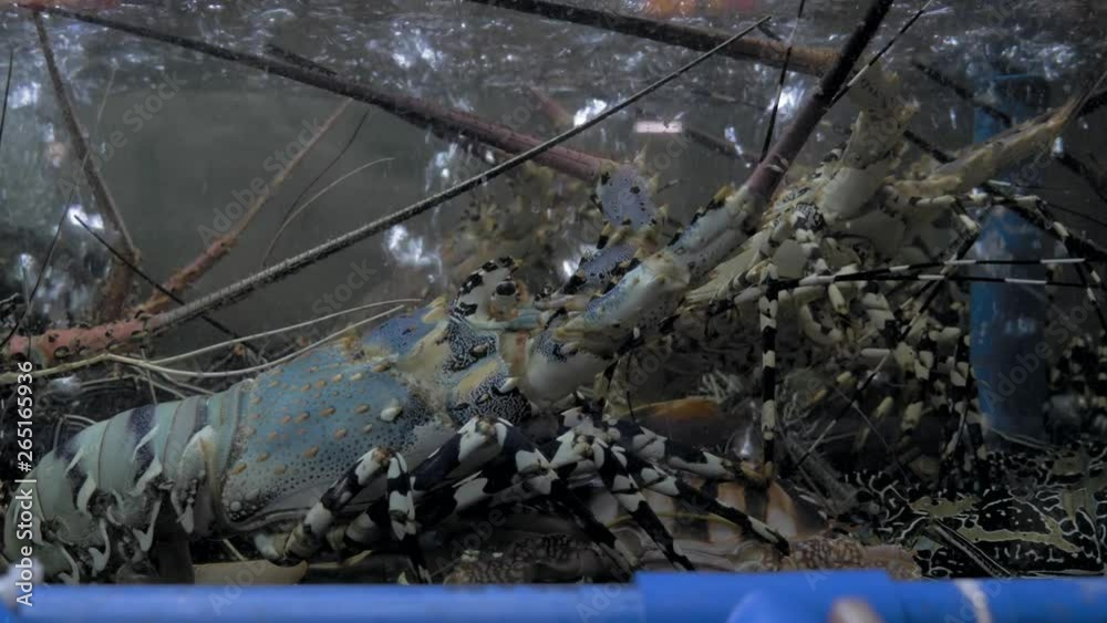 Row of lobsters in the Asian market. Lobsters are cooking for dinner in