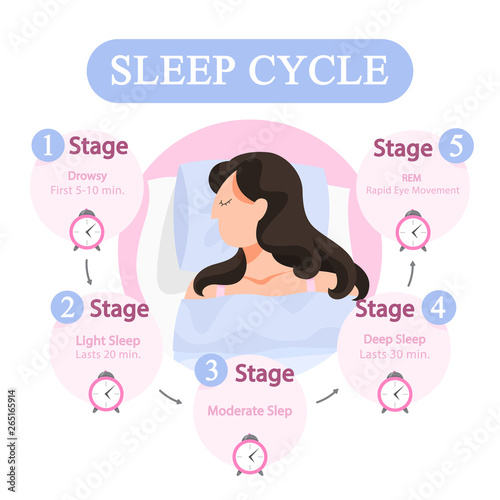 Sleep cycle infographics. Stage of sleep during
