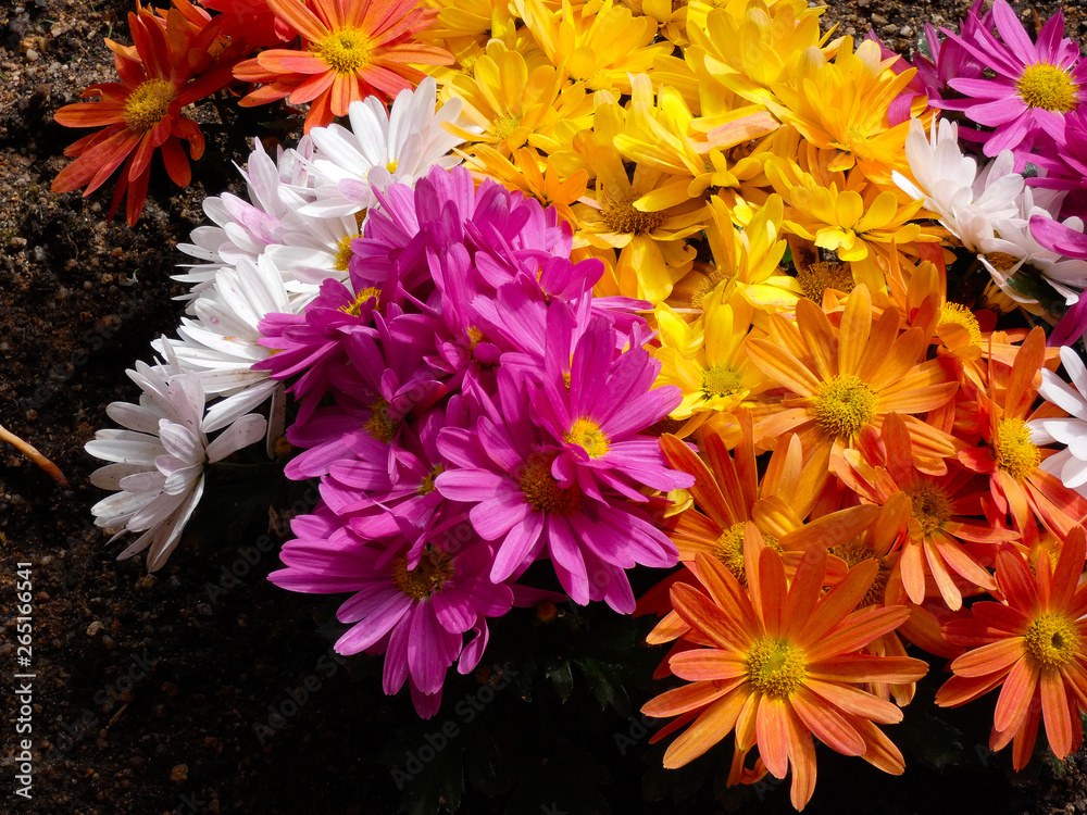 Flores y plantas de jardín Flores y plantas de jardín