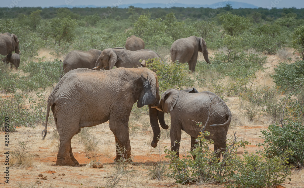 Namibia, Elephants in the african evening sun