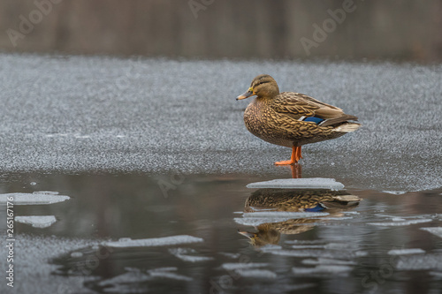 The wild duck on a frozen lake. Background for desing.