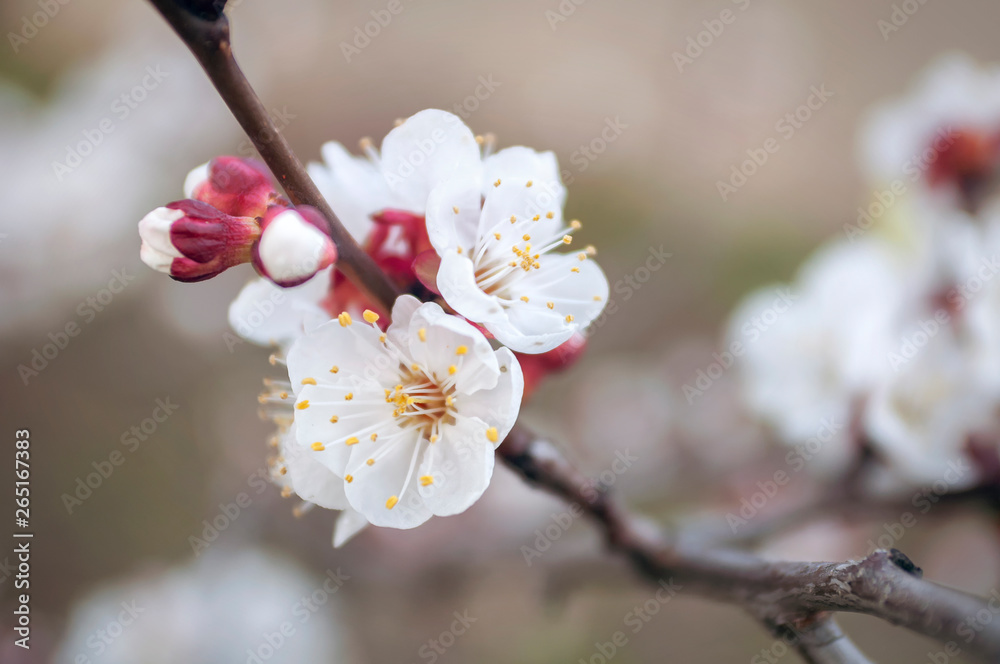 Fototapeta premium appricot blossom