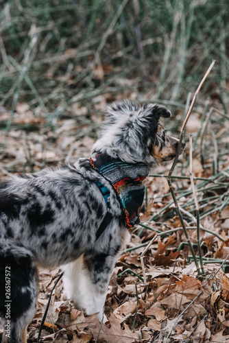 Australian Shepherd Puppy © Jamie