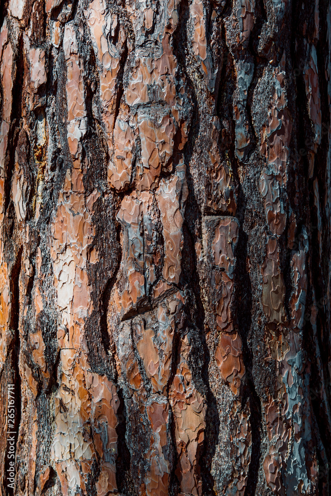 Fototapeta premium The texture of the tree bark. Pine. Background