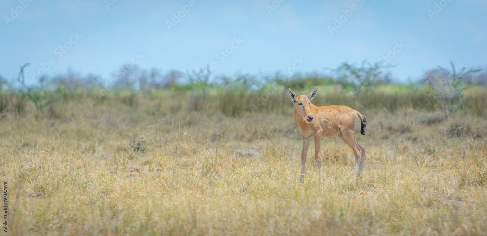 Namibia, Hartebeest, Etosha Namibia, Hartebeest, Etosha