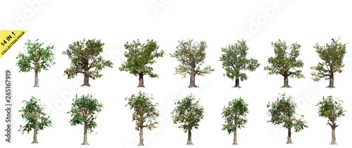 3D rendering - 14 in 1 collection tree of  plants  isolated over a white background use for natural poster or  wallpaper design  3D illustration Design.