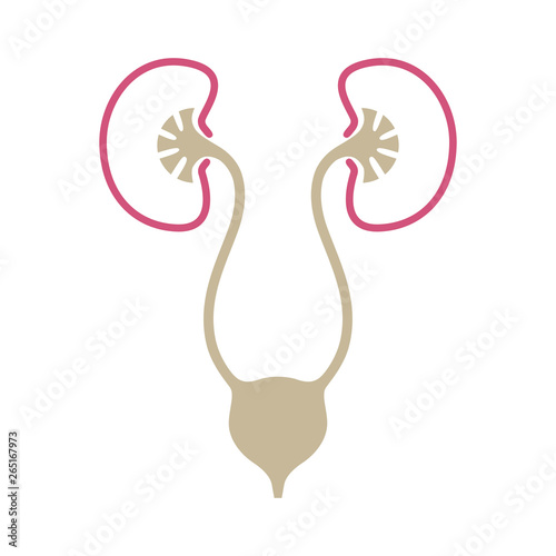 Urinary system graphic icon. Human organs: kidneys, ureters and bladder sign. Urological symbol isolated on white background. Vector illustration