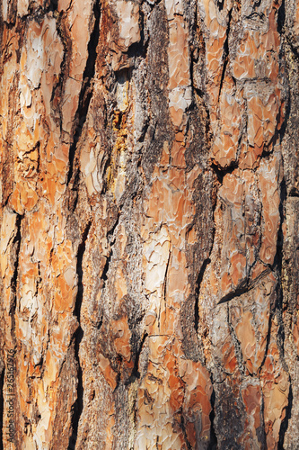 The texture of the tree bark. Pine. Background
