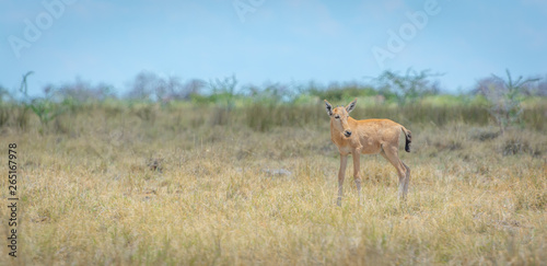 Namibia  Hartebeest  Etosha