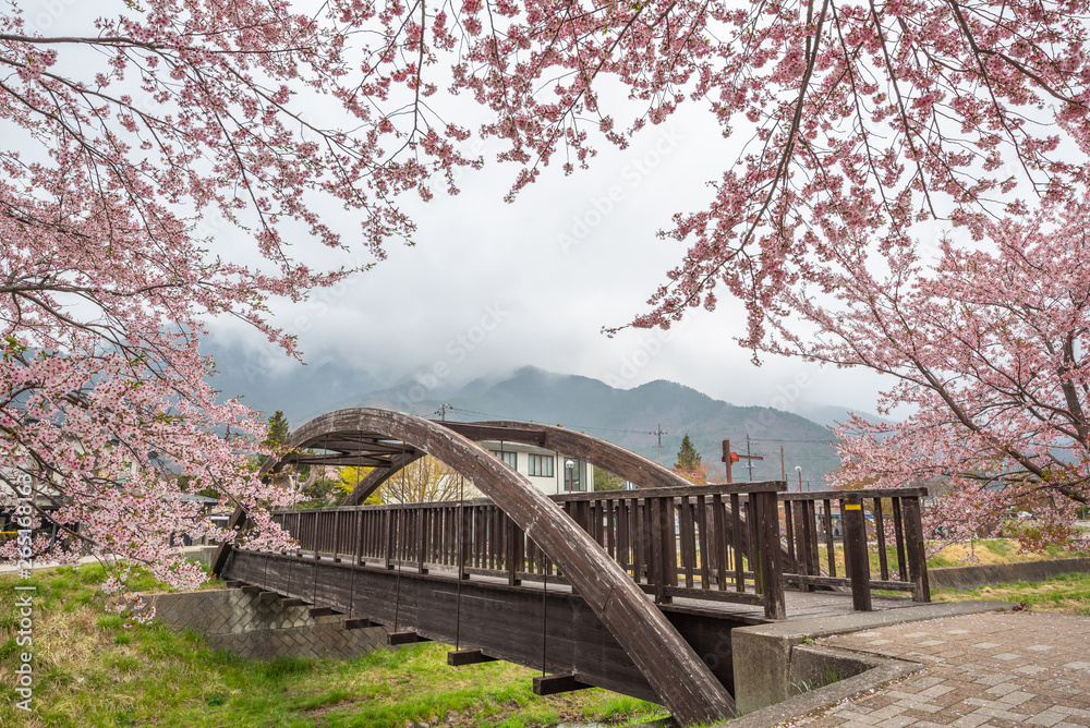 Cherry blossoms along walking path at Kawaguchiko Lake