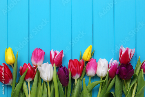 tulips on blue wood