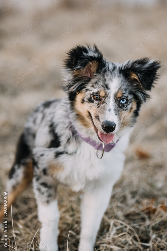 Australian Shepherd Puppy