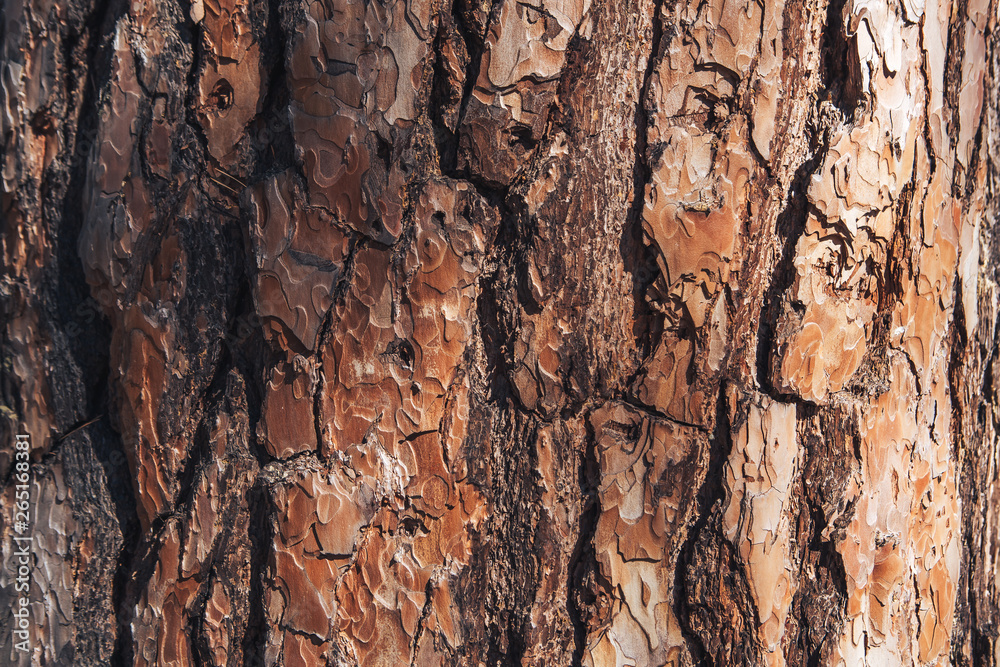 The texture of the tree bark. Pine. Background The texture of the tree bark. Pine. Background