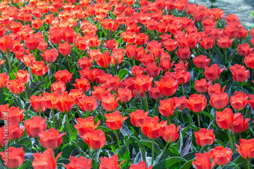 Picturesque red coral tulips fresh flowers at a blurry soft focus background close up bokeh