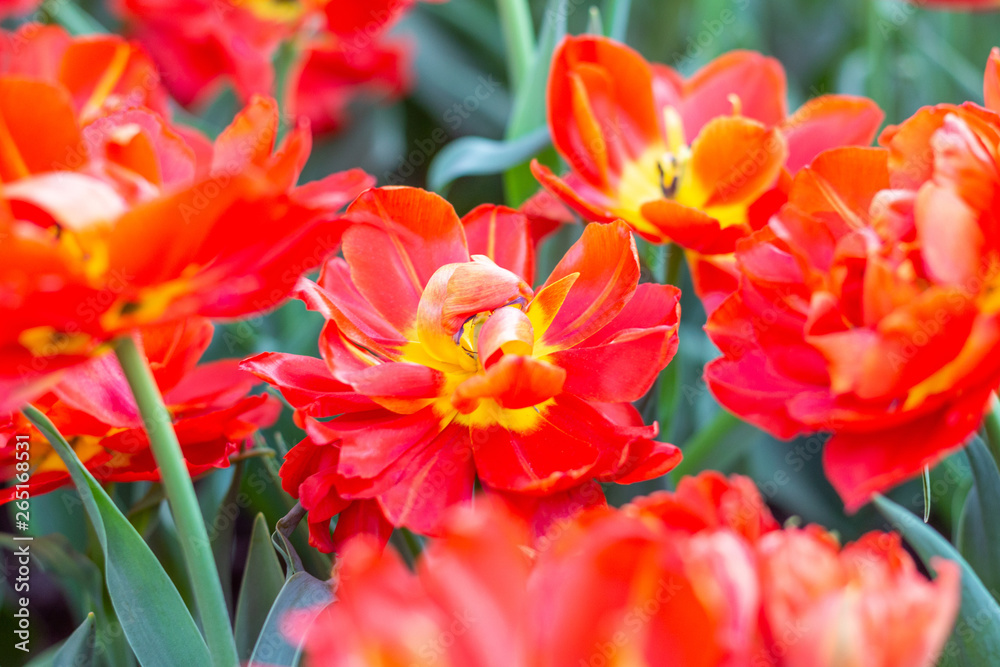 Picturesque red coral tulips fresh flowers at a blurry soft focus background close up bokeh Picturesque red coral tulips fresh flowers at a blurry soft focus background close up bokeh